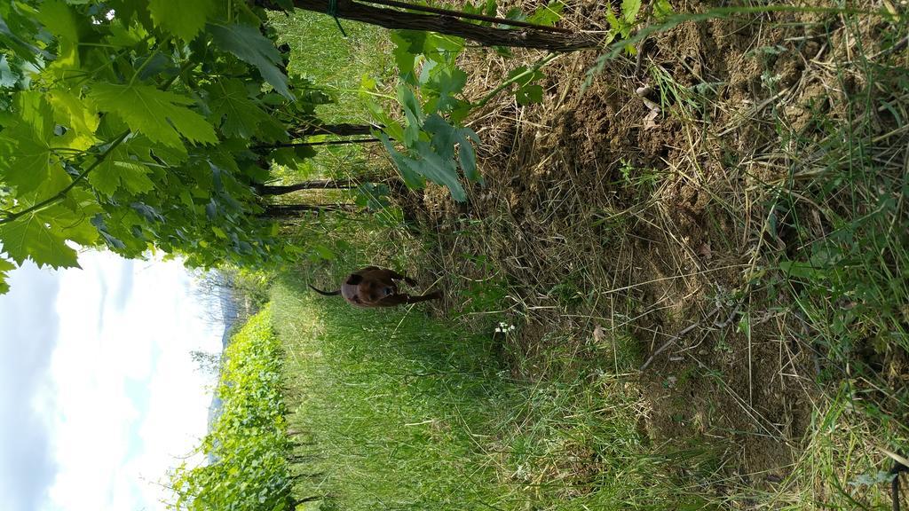 Pietra Maula Agriturismo Castelraimondo المظهر الخارجي الصورة