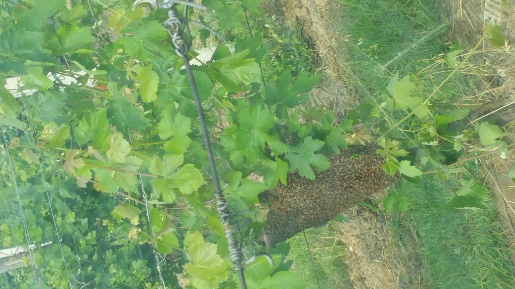 Pietra Maula Agriturismo Castelraimondo المظهر الخارجي الصورة