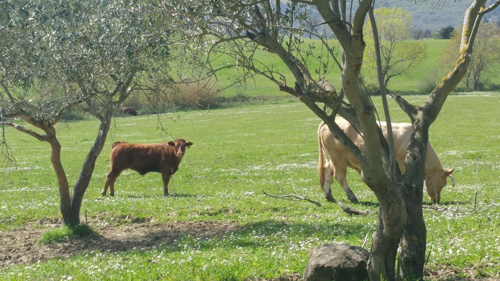 Pietra Maula Agriturismo Castelraimondo المظهر الخارجي الصورة
