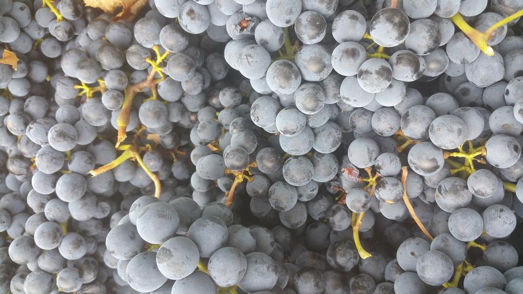 Pietra Maula Agriturismo Castelraimondo المظهر الخارجي الصورة