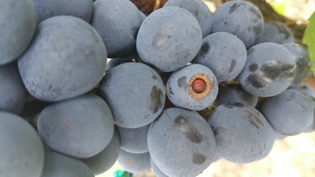 Pietra Maula Agriturismo Castelraimondo المظهر الخارجي الصورة