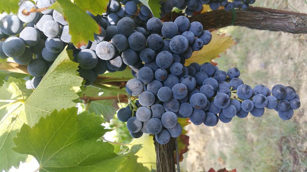 Pietra Maula Agriturismo Castelraimondo المظهر الخارجي الصورة