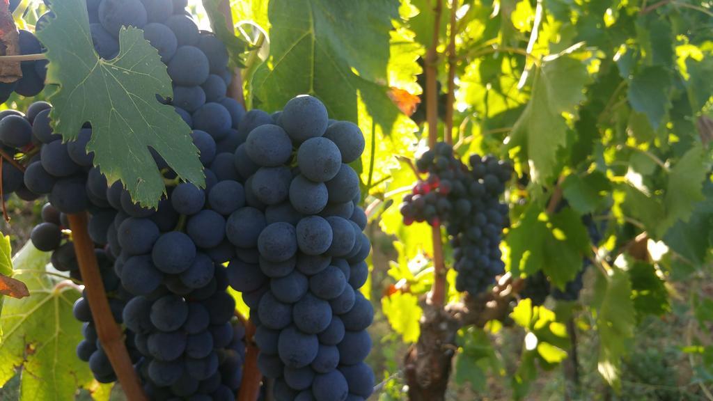 Pietra Maula Agriturismo Castelraimondo المظهر الخارجي الصورة