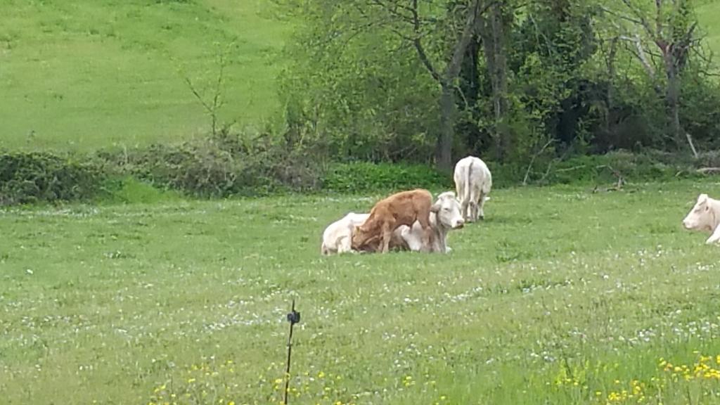 Pietra Maula Agriturismo Castelraimondo المظهر الخارجي الصورة