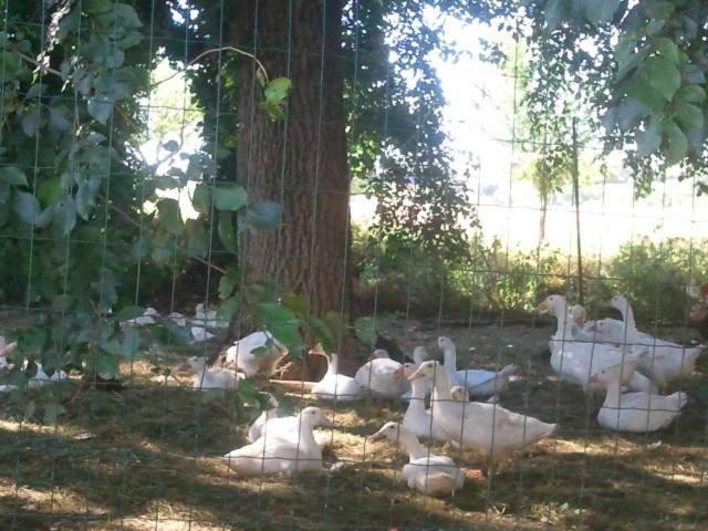 Pietra Maula Agriturismo Castelraimondo المظهر الخارجي الصورة